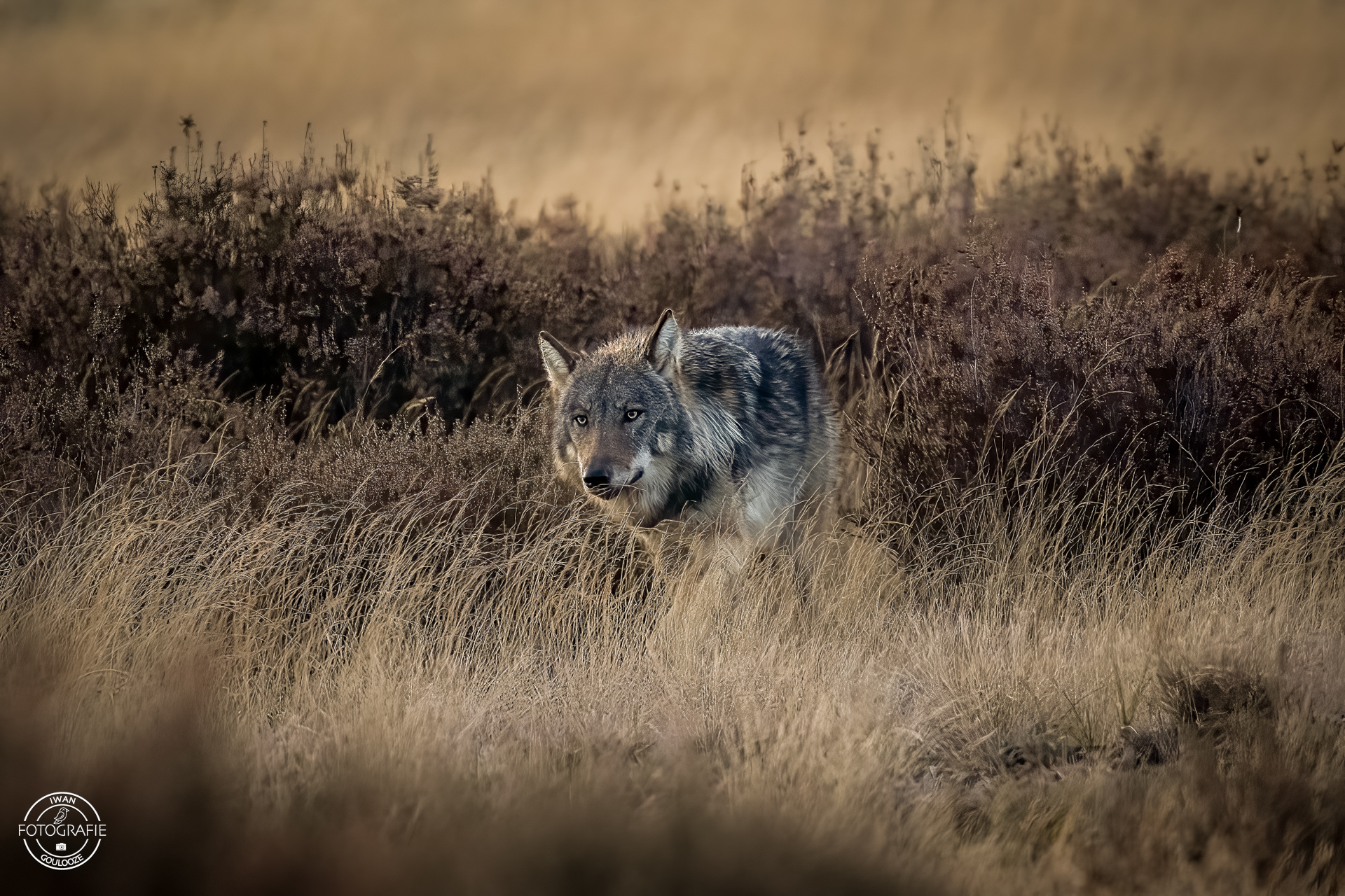 11 november 2022 171445 1R2A6844 bewerkt bewerkt